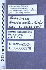 Etiketten zu Quasimus breviusculus (Kishii, 1980) (NHMW-ZOO-COL-0006578)